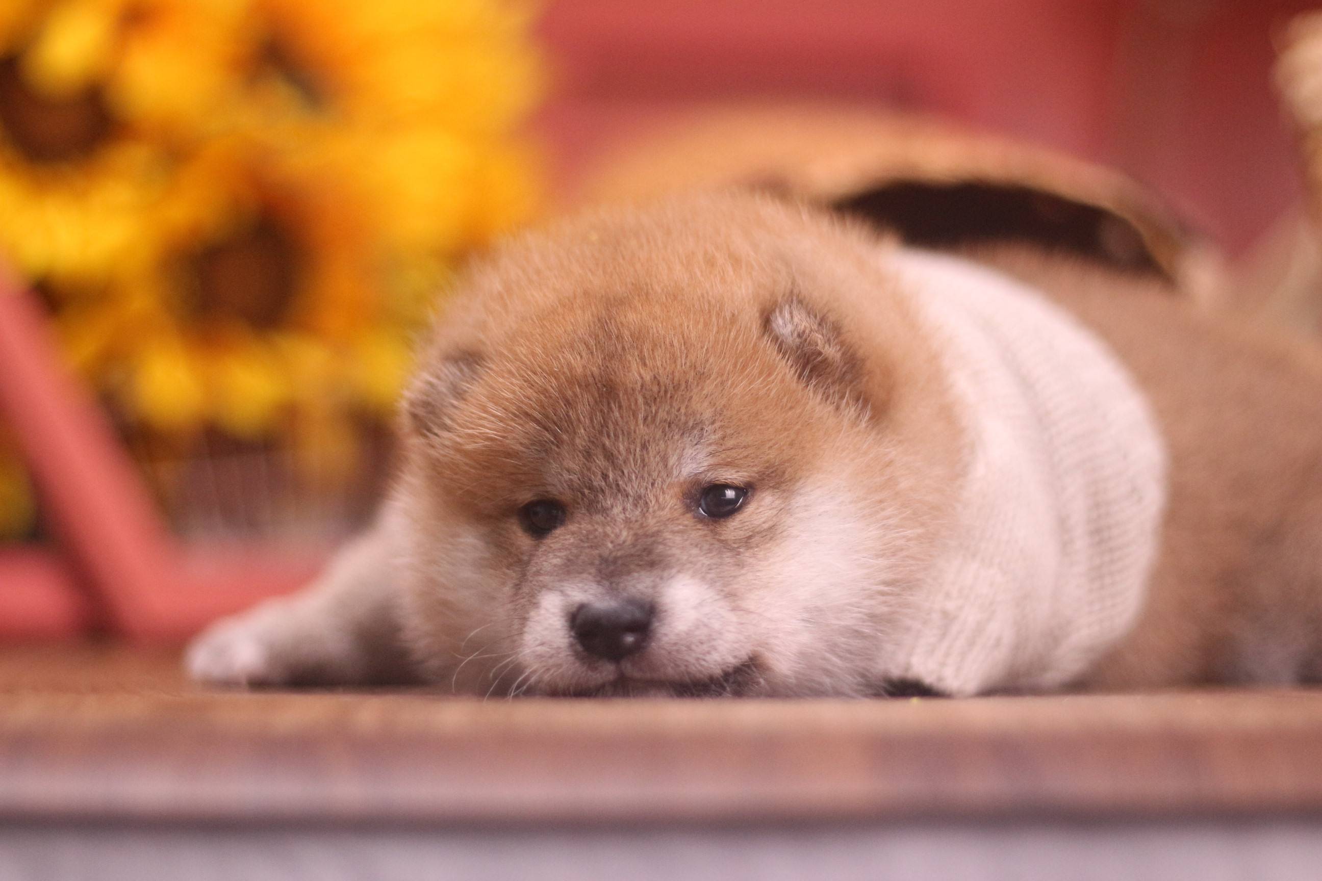 柴犬为什么会掉毛哪些原因会导致柴犬掉毛