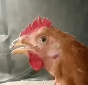 鸡眼睛瞎了是什么病?怎么治疗鸡一侧眼瞎是什么病鸡瞎一只眼睛怎么治疗