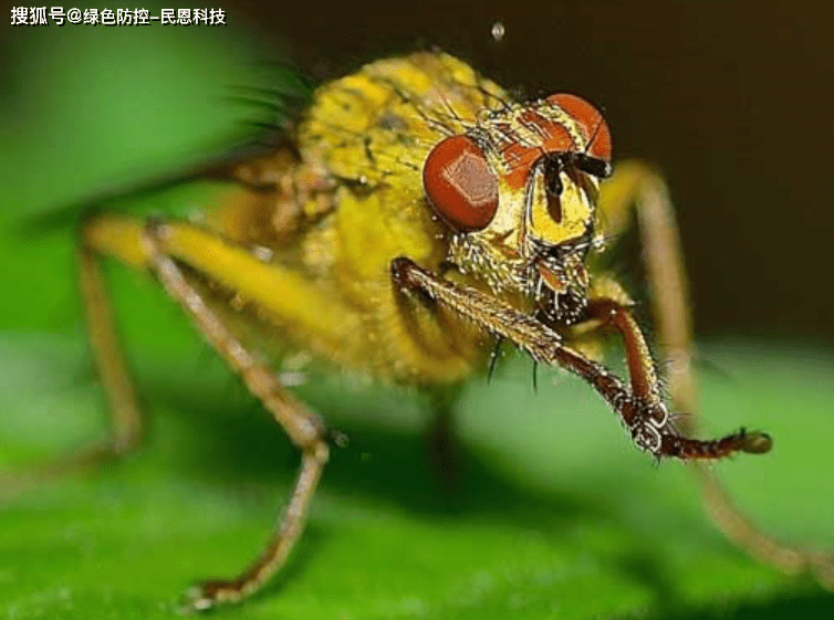 生物防治技术---赤眼蜂(稻螟赤眼蜂,玉米螟赤眼蜂,螟黄赤眼蜂等)