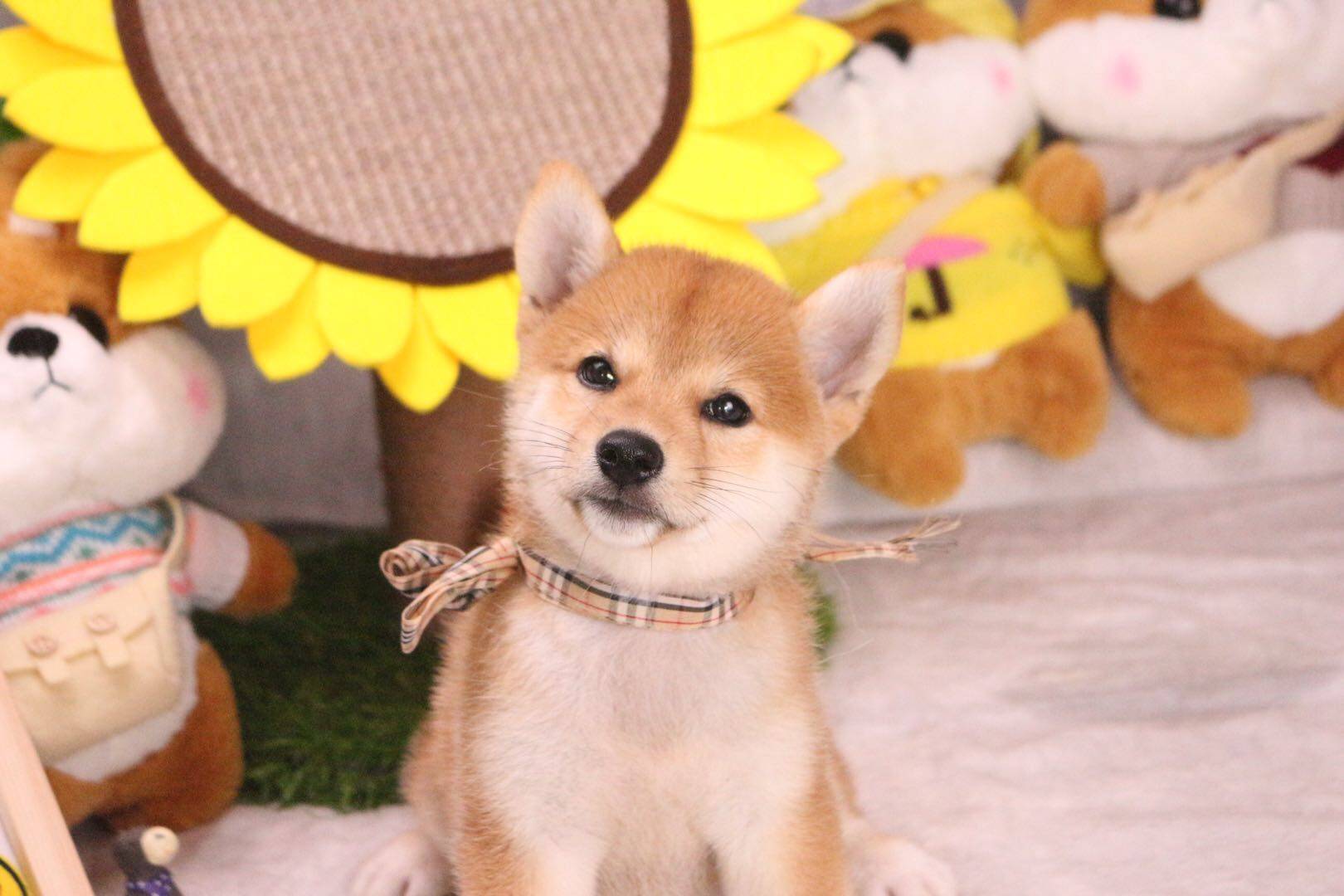 柴犬智商排名_柴犬智商排名第几