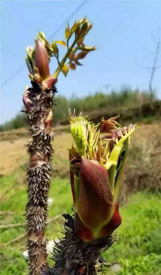 这种野菜在农村被叫做"树头菜",有的也叫做"刺老包""刺龙牙",因为野生