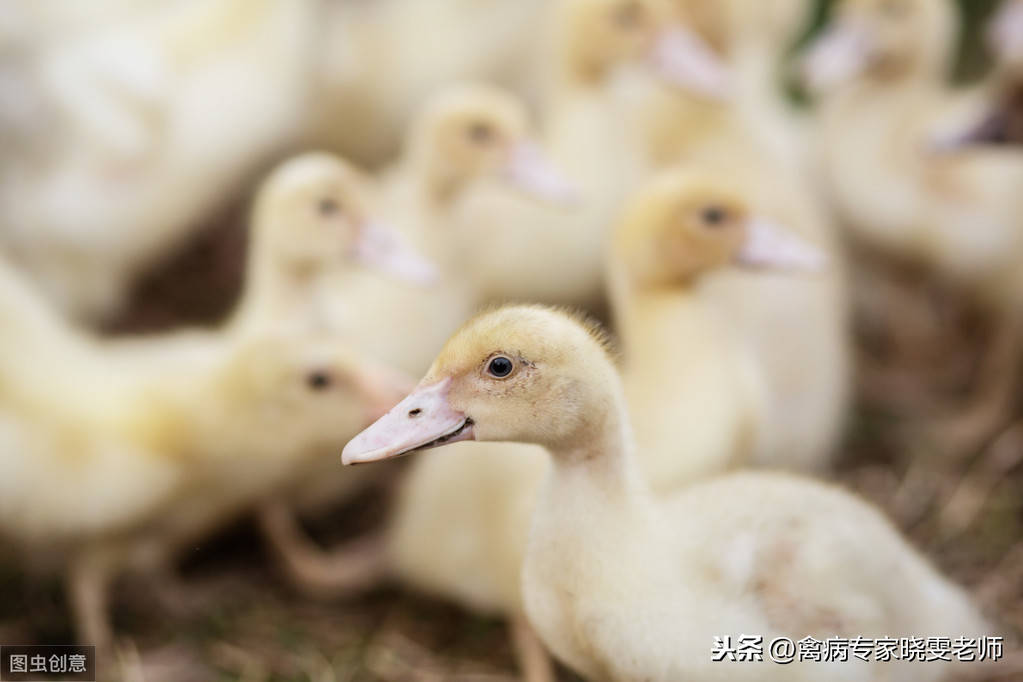 为什么说番鸭有毒,如何防治番鸭细小病毒