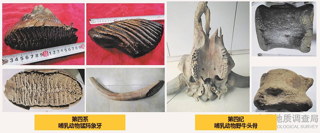 黑龙江省海伦大峡谷，发现罕见白垩纪生物群化石