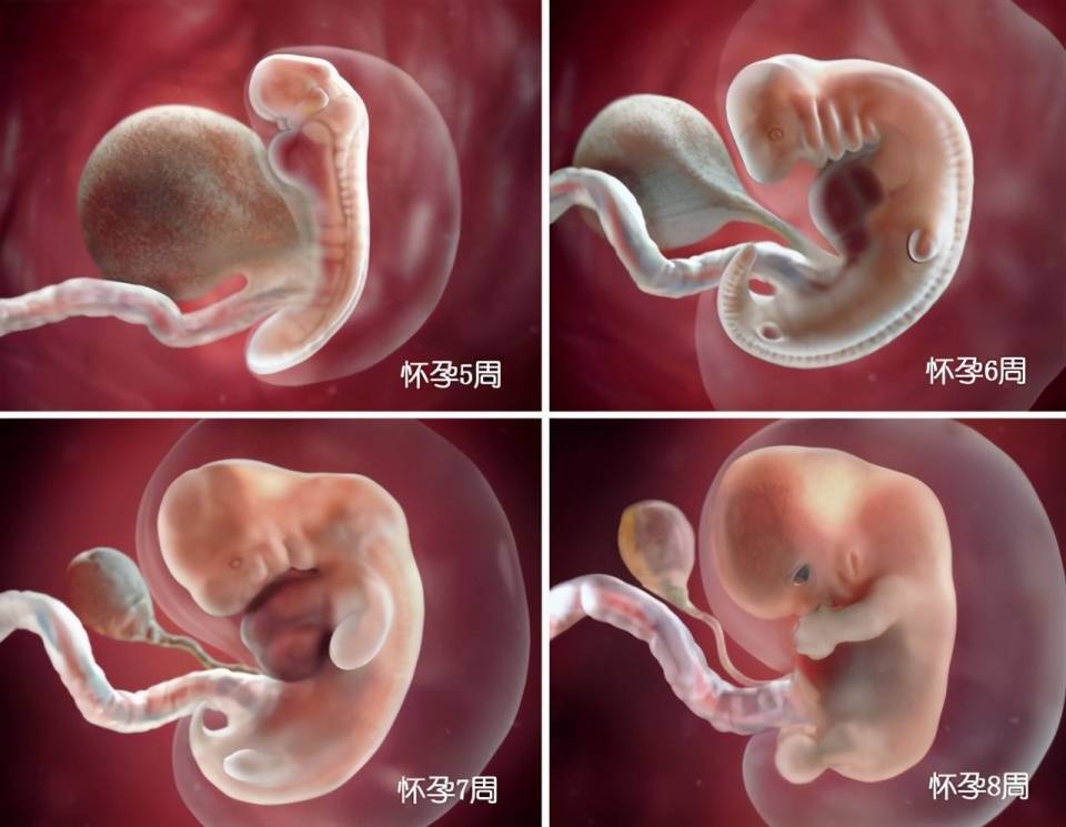 组图了解胎儿在子宫中的生长过程,生命太奇妙了!准爸妈们看看