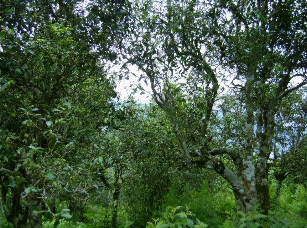 生茶张帕莎古茶山具体的位置在哪帕沙古树普洱茶口感特点有哪些