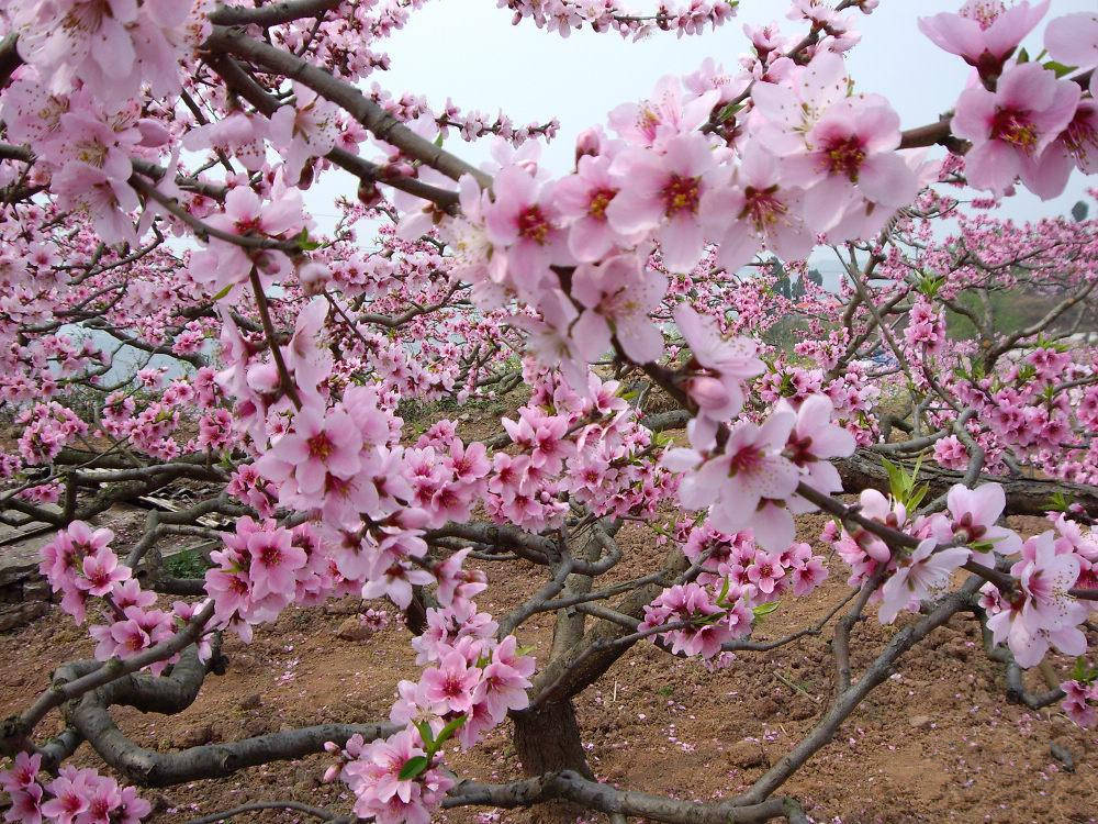 桃花仙人指的是哪个诗人桃花仙人是什么类型的人