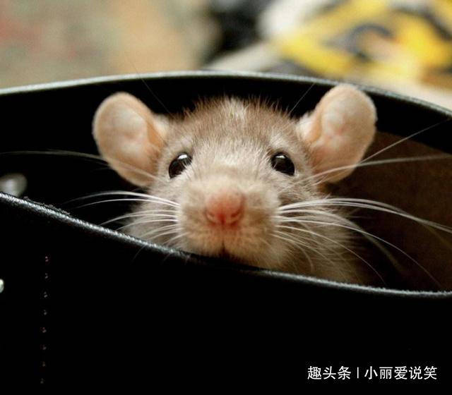 鼠是什么年份 d6d41ce8d1424c2eb2ba1ef10f613340.jpeg