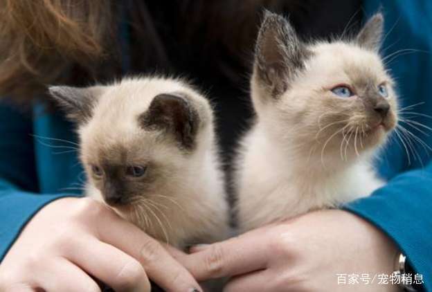 什么宠物适合跟猫一起养 0c1014e7d4954f738b67041b02bded60.jpeg