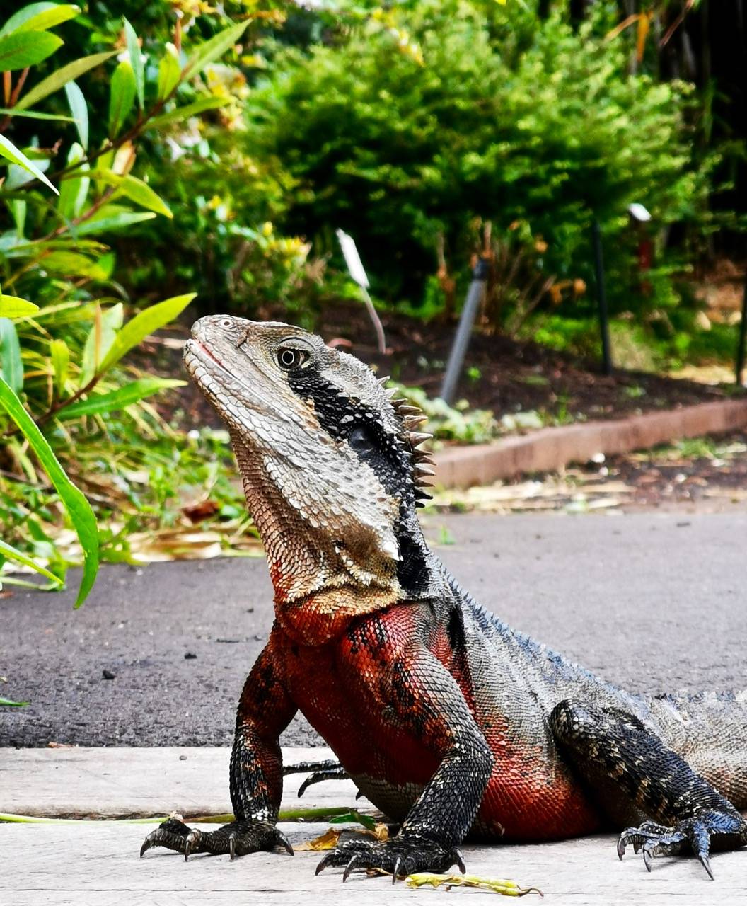 它们喜欢生活在潮湿的丛林里,所以逛公园时经常能见到这种澳洲水蜥蜴