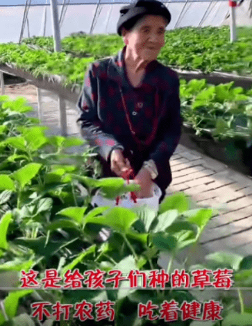 黄圣依婆婆超豪气,建空中草莓棚带孙子采摘