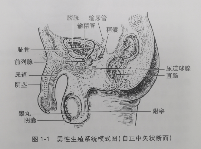 男性生殖系统解剖学与组织学_睾丸
