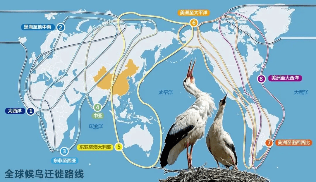 迁徙那么累,为什么候鸟们不留在温暖的南方?