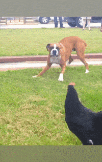 搞笑gif段子:有这么大的钻石,盒不盒的也无所谓了