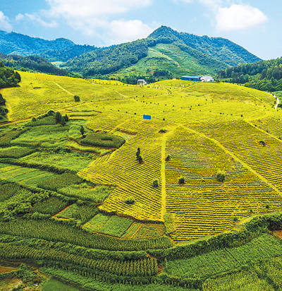 农旅融合助增收