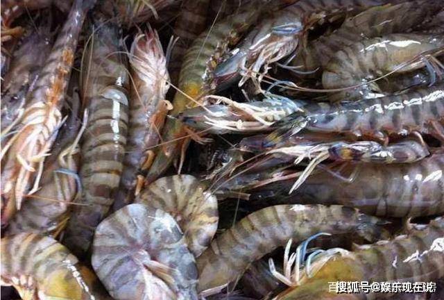 买基围虾,怎样区分真假基围虾?老渔民教您几招,以后别