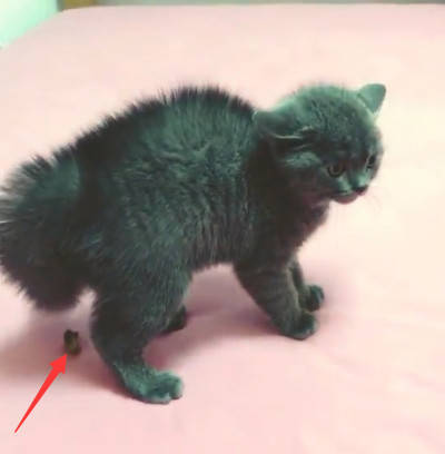 猫咪炸毛要干架,对方猫咪一声吼,猫咪吓的拉粑粑,猫咪:好尴尬