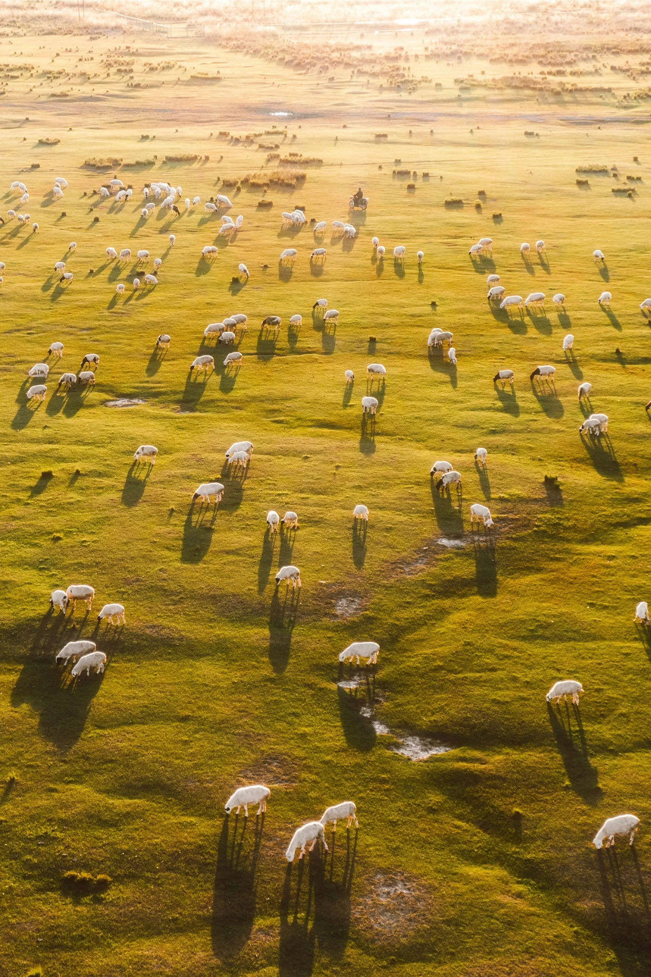 乌珠穆沁草原是位于锡林郭勒东北部的典型温带草原, 素有"草甸子"的