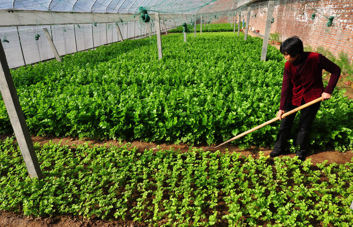 冬季露地大棚蔬菜管理要点!农户快收好