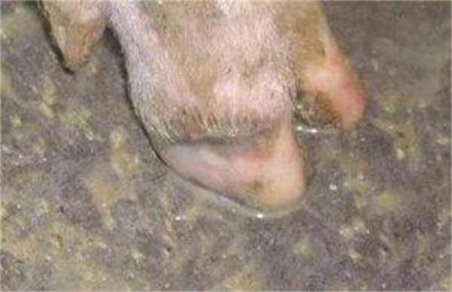 冬季母猪蹄裂病高发了解这4个原因使裂蹄防治更有针对性