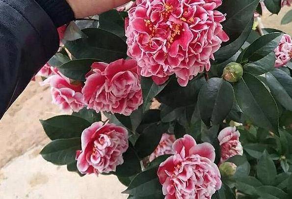 a0237cbe67314cdb844bd0e51c5720a1.jpeg