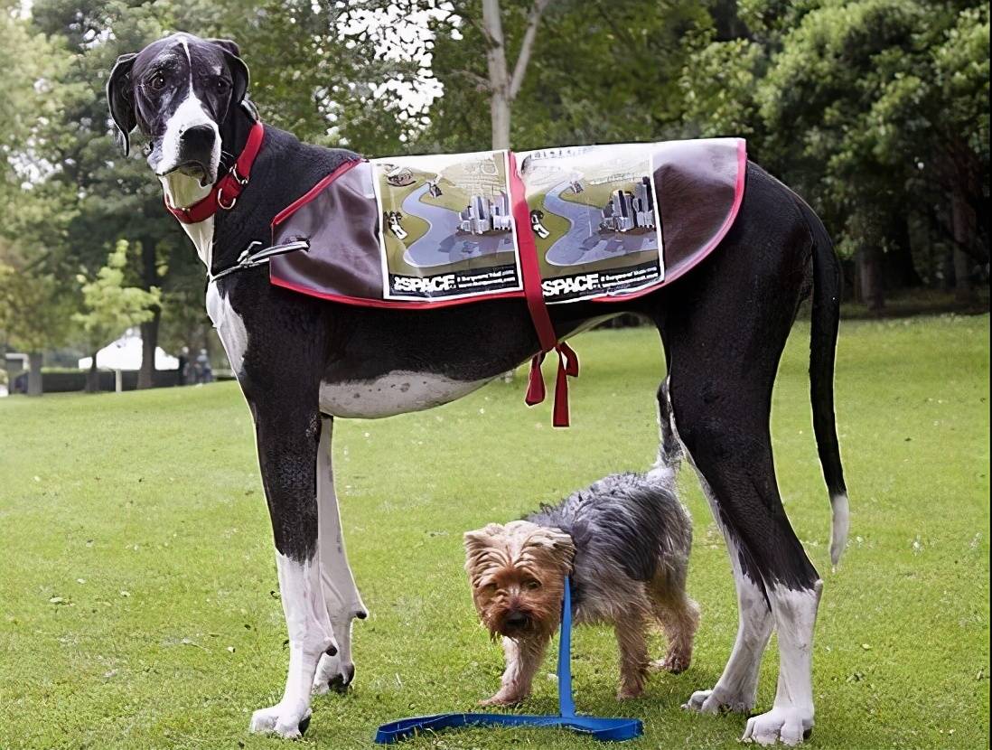 这些狗狗才是妥妥的大长腿,中国犬种也榜上有名