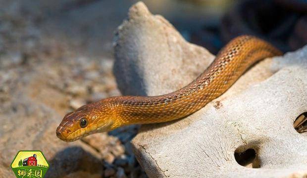 成语农什么蛇_成语故事图片(2)