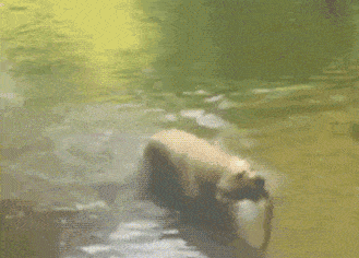 搞笑gif段子:老哥,你的床看来是有点问题的,好险你下铺没人,不然就出