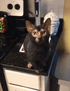 搞笑gif段子:自从第一次去了舞蹈室,就被小姐姐的舞姿