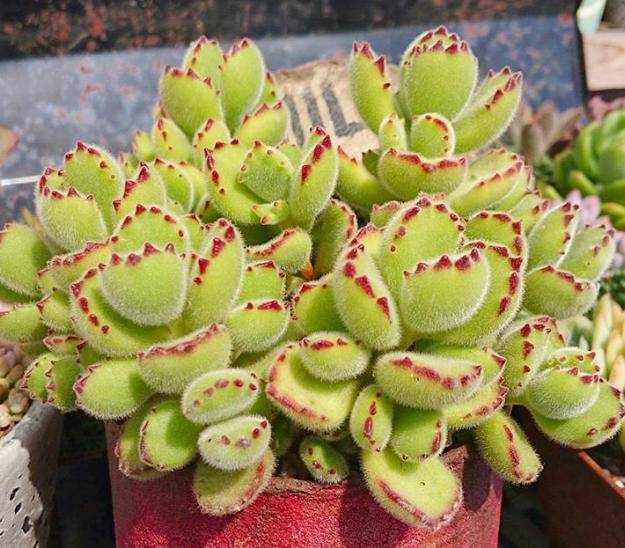 多肉小红灯怎么养护 821f748a8dd3437e8024f7c793539e72.jpeg