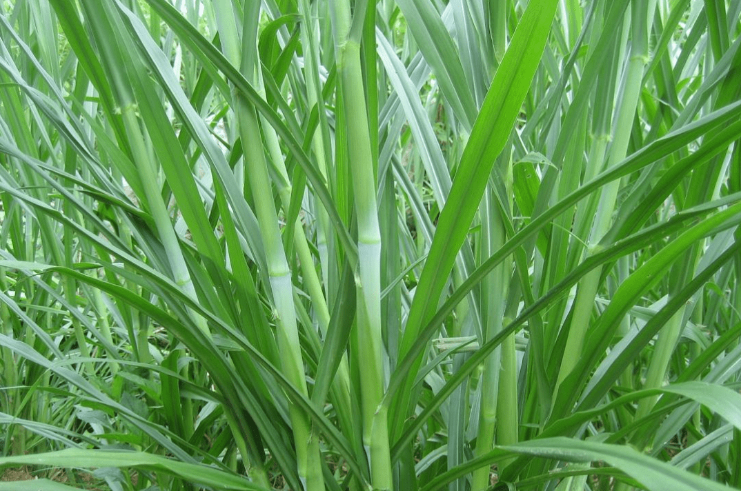 甜象草,新型高蛋白优质牧草,种植一次,收割7年