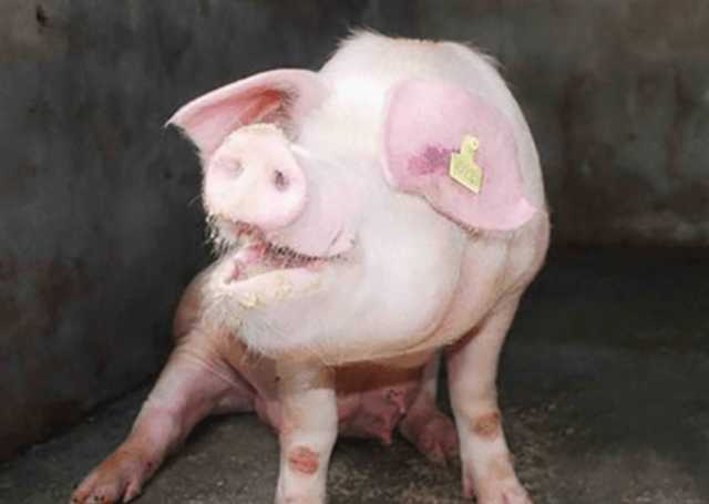 猪感染了圆环病毒有什么症状?看不出来症状的,才最危险
