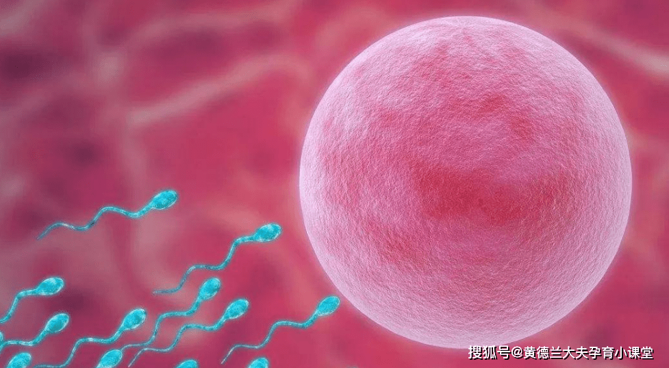 因此子宫内膜的厚度 决定了胚胎是否能着床成功.