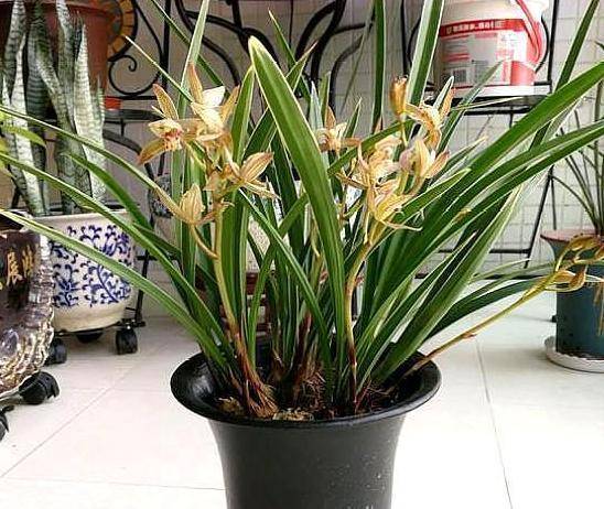 兰花用什么盆栽好 96e355c3973e4bfdb178544fc3d66e60.jpeg