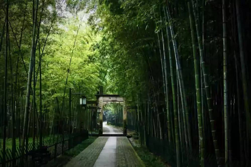 美丽竹韵,清新脱俗