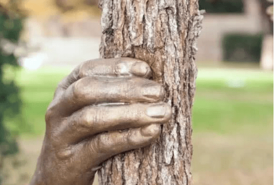 世界上最“有力”的手，紧握树干长达半个世纪，一直都没有松开过