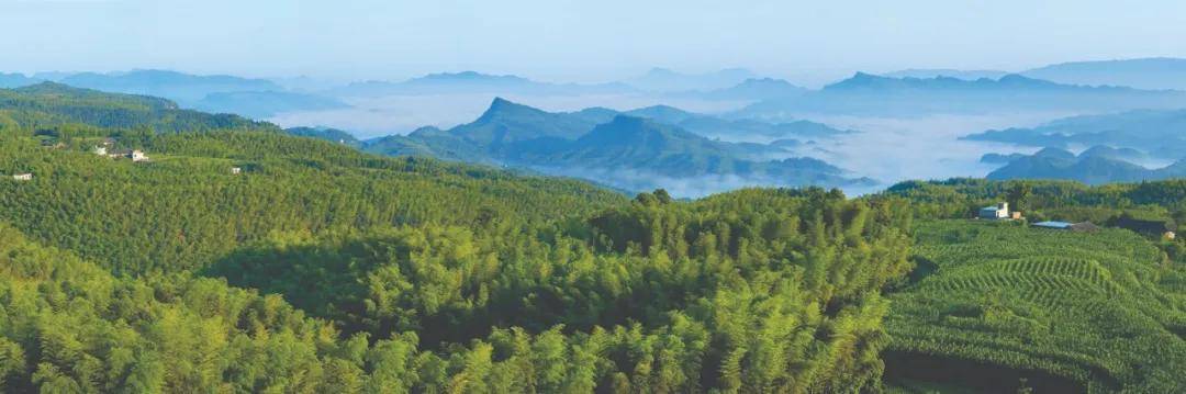 【创建天府旅游名县】天赐僰王长寿果，地赋绿色猕猴桃僰王山