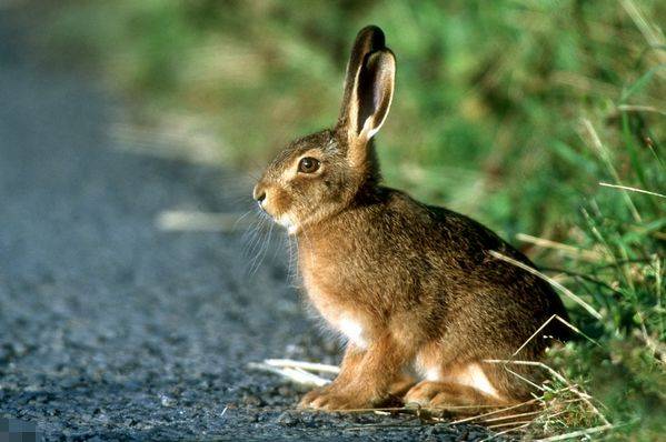 油兔观察 280ced35f8a940ed877e67b342da0e1d.jpeg