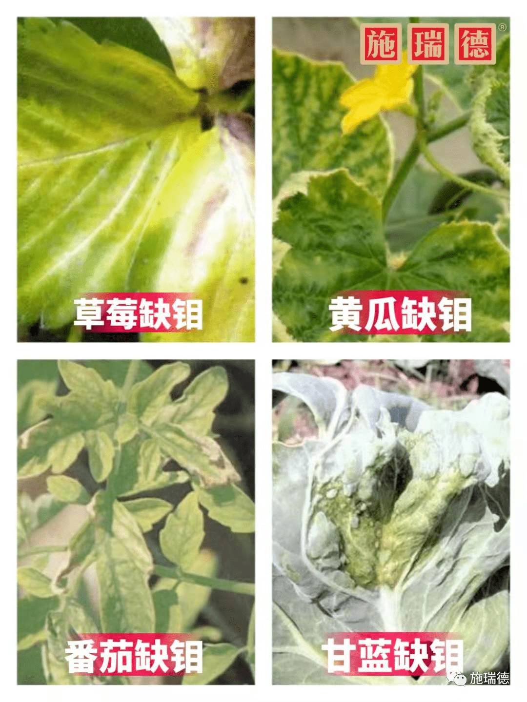 微量元素不仅是植物体内辅酶的主要成分,也是促使植物产生各种保
