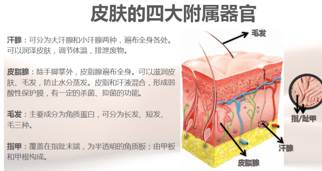 小汗腺是弯曲的单管状腺,开口于表皮的汗孔,大汗腺开口于毛囊漏斗部