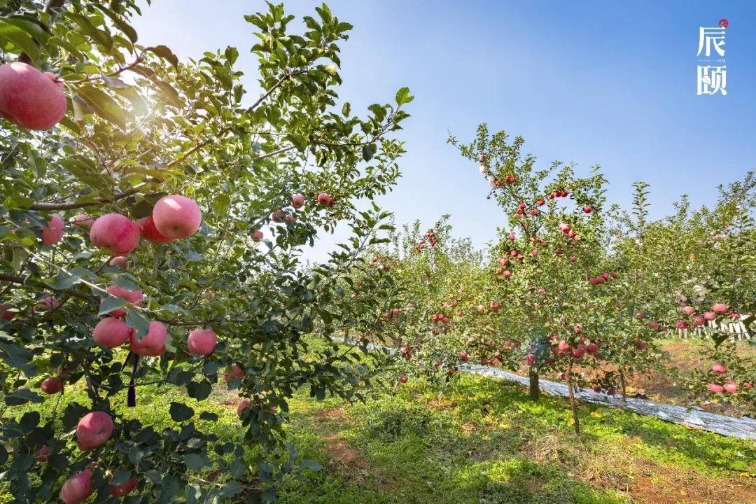 辰颐物语:洛川苹果,来自黄土高原的甜蜜馈赠,颜值与实力并存