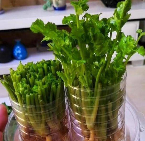 原创菜价波动大就自己盆栽吧!用它们水培育苗食用,能省下大笔钱