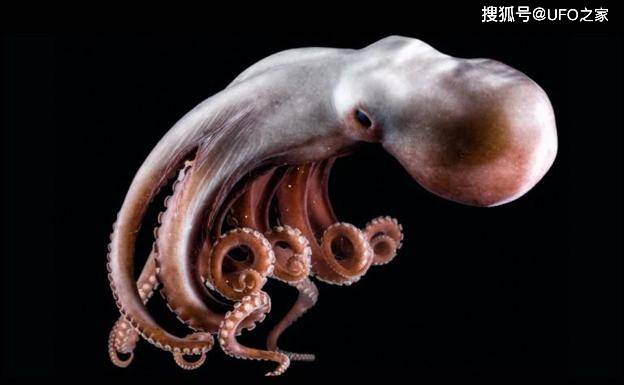 怎么理解食物链 57c29203d83d4277aba28cf359efe694.jpeg