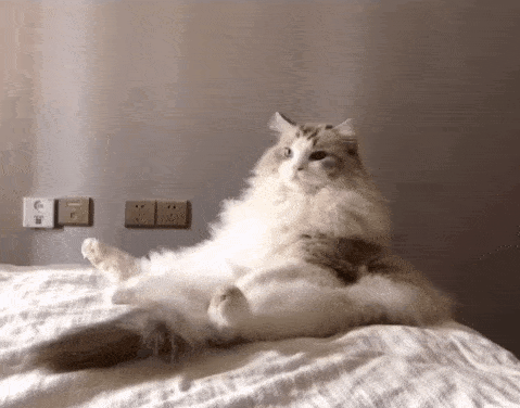 by dy @loki logan lona 唉,可惜不知道这么聪明的猫猫喜欢什么颜色