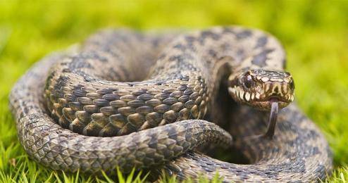 成语农什么蛇_成语故事图片