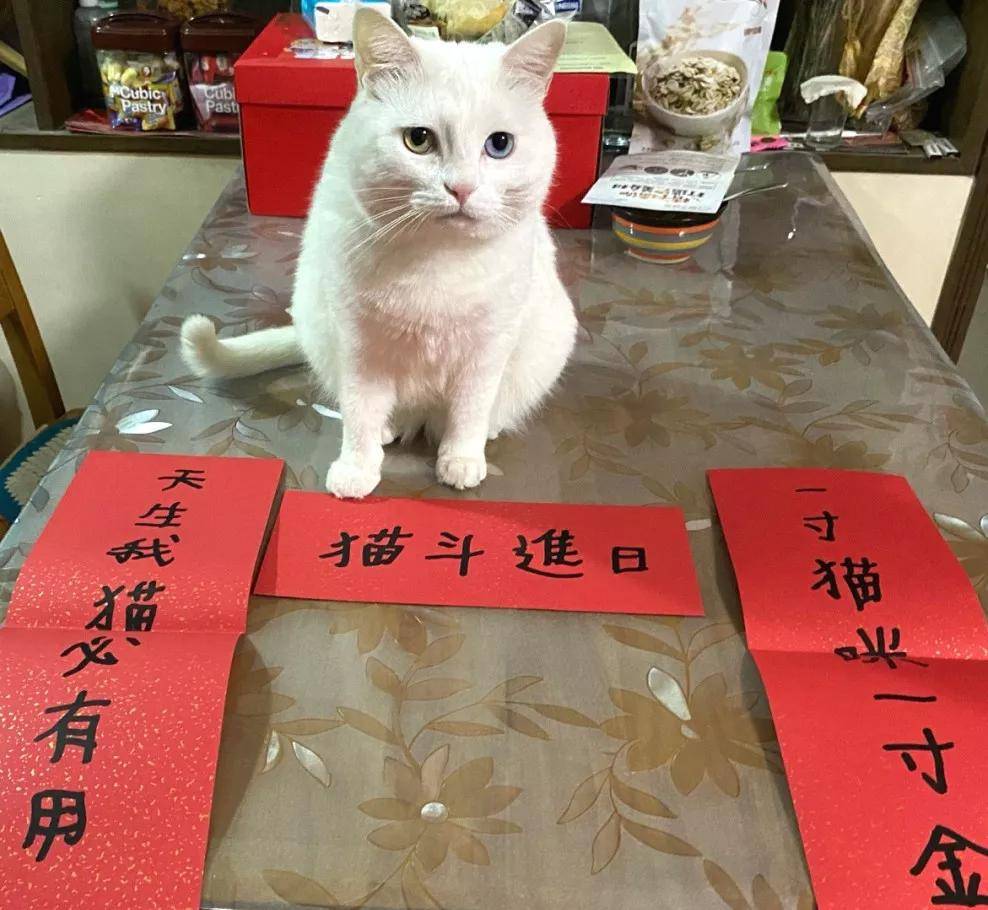 福莱萌:超搞笑的猫咪春联来了