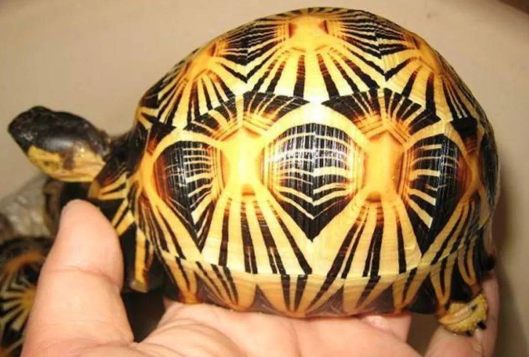 辐射陆龟 摒除外在气候条件不论,如印度星龟,荷叶陆龟等陆龟体质较为
