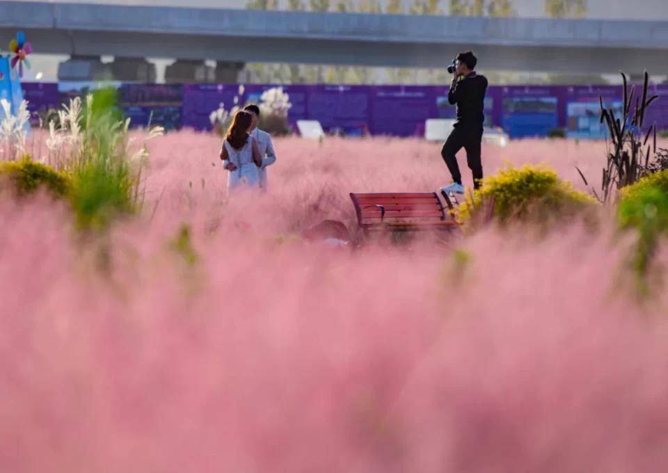 我们这一年︱四季花海装扮生态之城