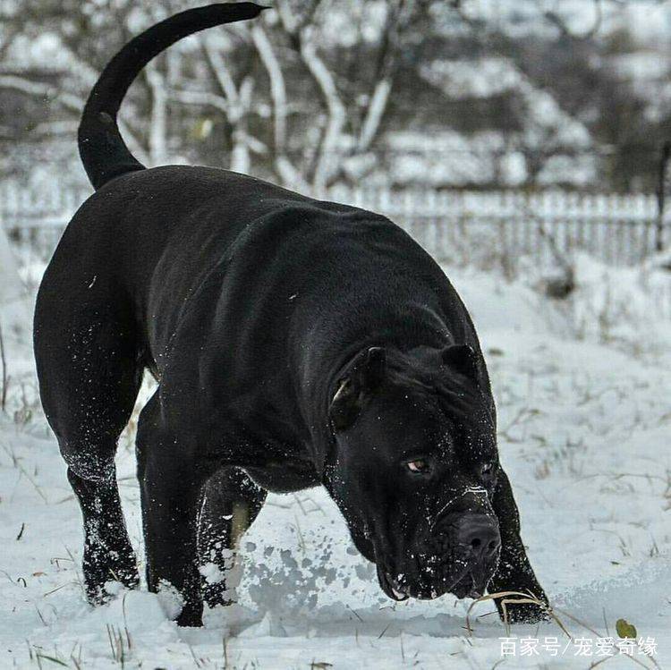 猛犬界中的4大魔王,犹如嗜血野兽,其中它被欧洲人称为屠狼机器_进攻