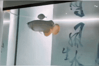 9aa17dfa9e814fd096af2bff59fabea8.gif