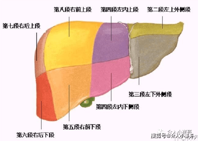 肝脏s8在哪里小崔哥为您讲解肝脏解剖位置